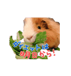 モルモットとデグーと犬と猫（個別スタンプ：2）
