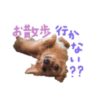 モルモットとデグーと犬と猫（個別スタンプ：3）