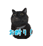 モルモットとデグーと犬と猫（個別スタンプ：4）