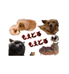 モルモットとデグーと犬と猫（個別スタンプ：6）