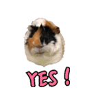 モルモットとデグーと犬と猫（個別スタンプ：7）