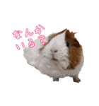 モルモットとデグーと犬と猫（個別スタンプ：10）