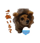 モルモットとデグーと犬と猫（個別スタンプ：11）