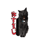 モルモットとデグーと犬と猫（個別スタンプ：12）
