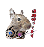 モルモットとデグーと犬と猫（個別スタンプ：13）