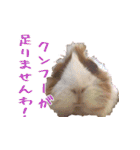 モルモットとデグーと犬と猫（個別スタンプ：15）