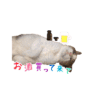 モルモットとデグーと犬と猫（個別スタンプ：17）