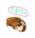 モルモットとデグーと犬と猫（個別スタンプ：19）