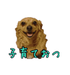 モルモットとデグーと犬と猫（個別スタンプ：21）