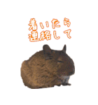 モルモットとデグーと犬と猫（個別スタンプ：23）
