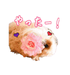 モルモットとデグーと犬と猫（個別スタンプ：25）