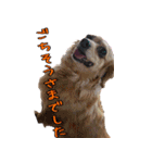 モルモットとデグーと犬と猫（個別スタンプ：26）