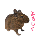 モルモットとデグーと犬と猫（個別スタンプ：28）