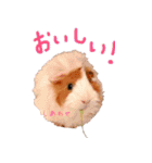 モルモットとデグーと犬と猫（個別スタンプ：30）