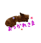 モルモットとデグーと犬と猫（個別スタンプ：31）