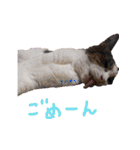 モルモットとデグーと犬と猫（個別スタンプ：32）