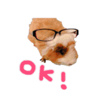 モルモットとデグーと犬と猫（個別スタンプ：34）