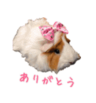 モルモットとデグーと犬と猫（個別スタンプ：35）