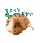 モルモットとデグーと犬と猫（個別スタンプ：38）