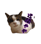 モルモットとデグーと犬と猫（個別スタンプ：40）