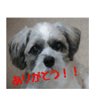 愛犬チョコのスタンプ（個別スタンプ：1）
