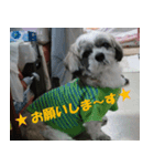 愛犬チョコのスタンプ（個別スタンプ：3）