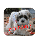 愛犬チョコのスタンプ（個別スタンプ：4）