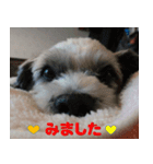 愛犬チョコのスタンプ（個別スタンプ：5）