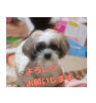 愛犬チョコのスタンプ（個別スタンプ：6）