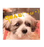 愛犬チョコのスタンプ（個別スタンプ：8）
