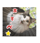 猫カフェロンロンスタンプ（個別スタンプ：1）