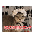 猫カフェロンロンスタンプ（個別スタンプ：14）