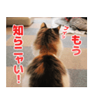 猫カフェロンロンスタンプ（個別スタンプ：21）