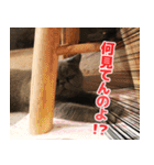 猫カフェロンロンスタンプ（個別スタンプ：24）
