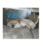 べるりんの壁すたんぷ（個別スタンプ：3）