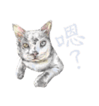 cat/dog/human world（個別スタンプ：11）