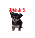 ブラックタンのチワワ（個別スタンプ：1）