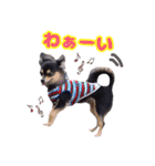 ブラックタンのチワワ（個別スタンプ：3）