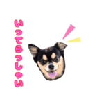 ブラックタンのチワワ（個別スタンプ：6）