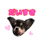 ブラックタンのチワワ（個別スタンプ：9）