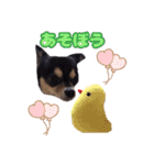 ブラックタンのチワワ（個別スタンプ：10）