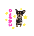 ブラックタンのチワワ（個別スタンプ：17）