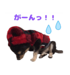 ブラックタンのチワワ（個別スタンプ：19）
