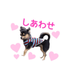 ブラックタンのチワワ（個別スタンプ：24）