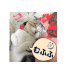 三毛猫MOMOちゃん Vol.5（個別スタンプ：4）