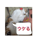 三毛猫MOMOちゃん Vol.5（個別スタンプ：5）