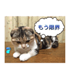 三毛猫MOMOちゃん Vol.5（個別スタンプ：7）