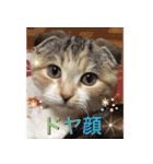 三毛猫MOMOちゃん Vol.5（個別スタンプ：8）