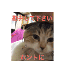 三毛猫MOMOちゃん Vol.5（個別スタンプ：9）