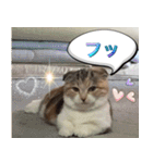 三毛猫MOMOちゃん Vol.5（個別スタンプ：11）